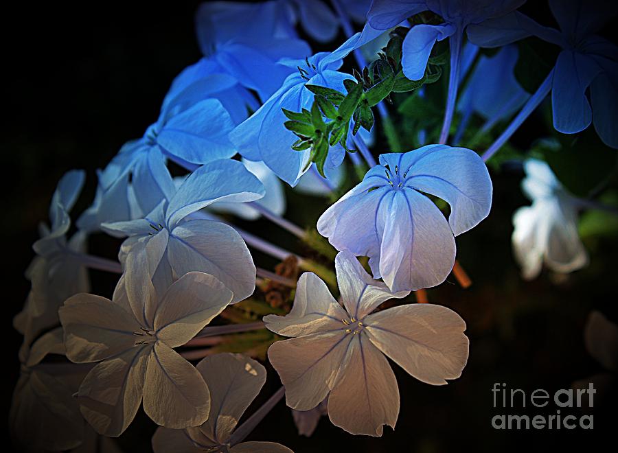 Plumbago at Sunset Photograph by Clare Bevan