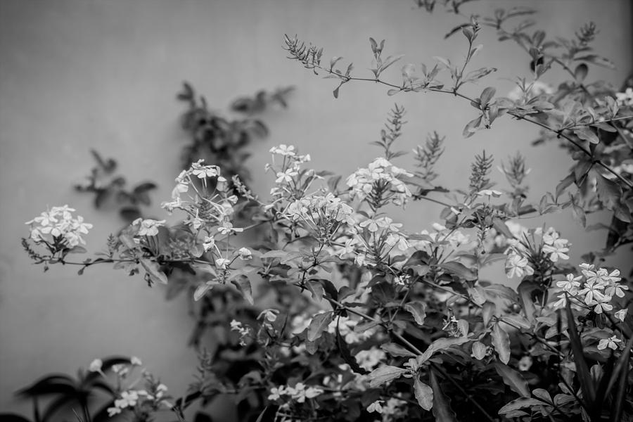 Plumbago Auriculata Painted BW Photograph by Rich Franco