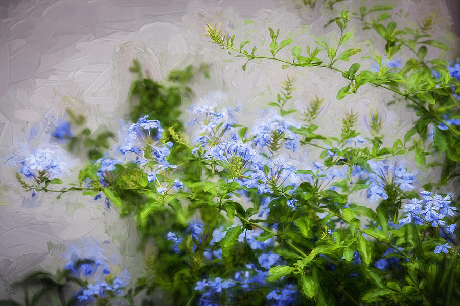 Plumbago Auriculata Painted  Photograph by Rich Franco