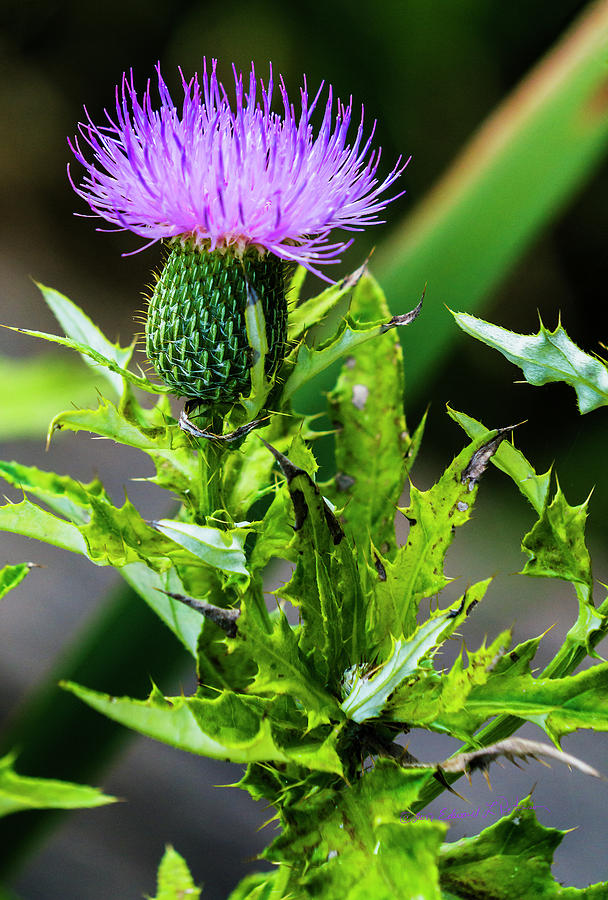 Plume Thistle Photograph by Ed Peterson