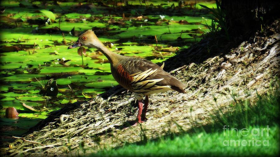 Plumed Whistling Duck 2 Photograph by Evie Hanlon