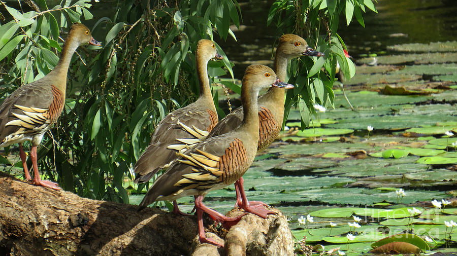 Plumed Whistling Duck 4 Photograph by Evie Hanlon