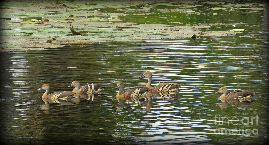 Plumed Whistling Ducks 3 Photograph by Evie Hanlon
