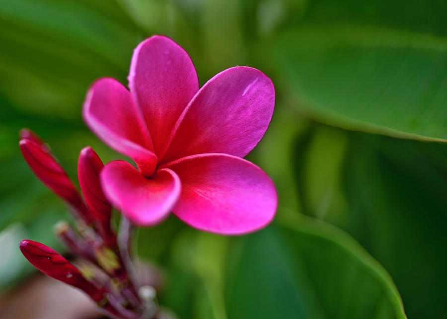 Plumeria - Royal Hawaiian Photograph by Dan McManus
