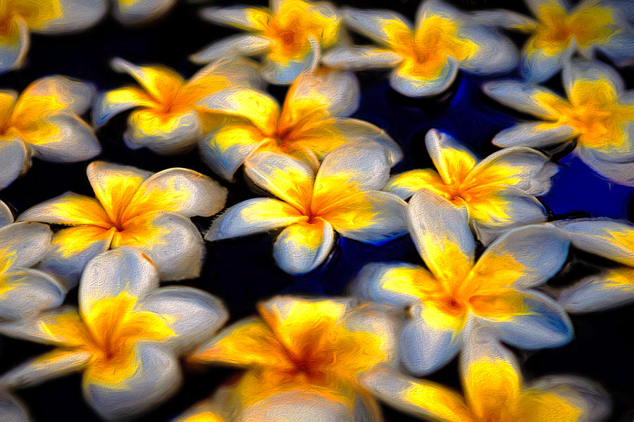 Plumeria Afloat Photograph by Susan Rissi Tregoning