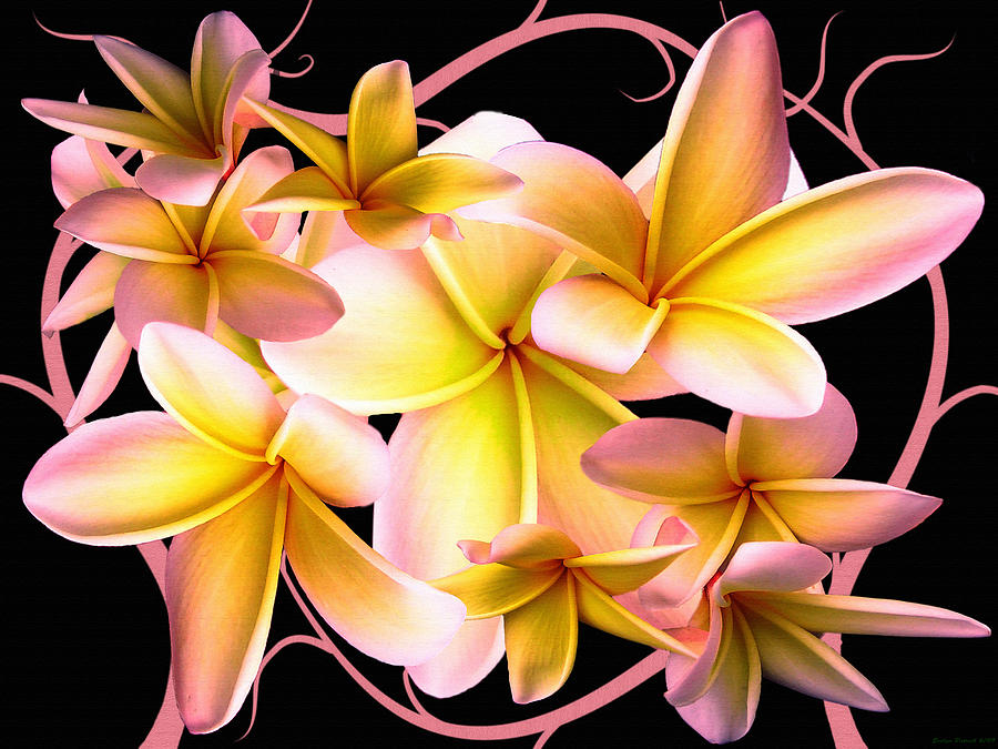 Nature Photograph - Plumeria and vines by Evelyn Patrick