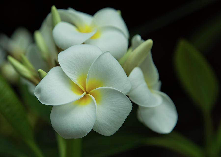 Plumeria Photograph by Angie Vogel
