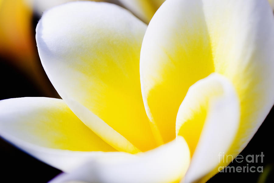 Afternoon Photograph - Plumeria by Bill Brennan - Printscapes
