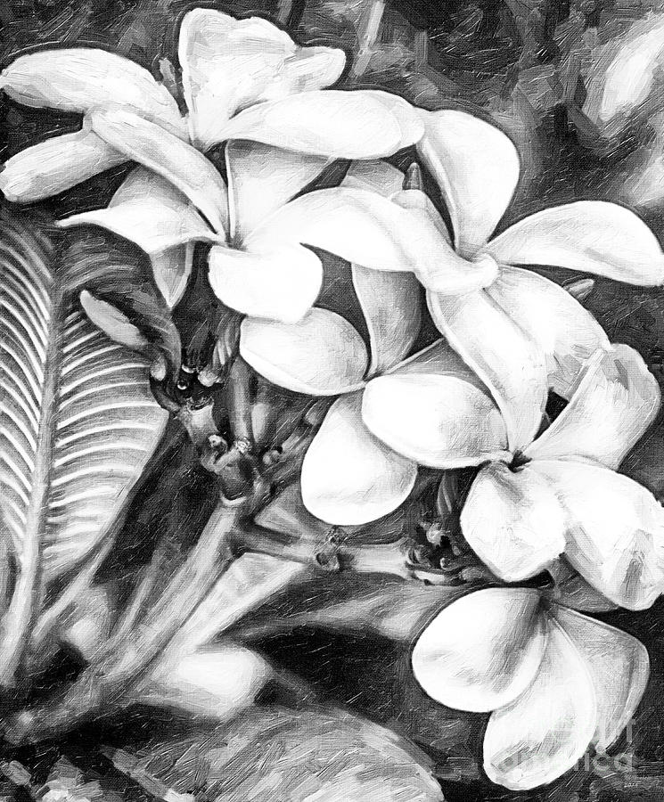 Plumeria Black and White Mixed Media by David Millenheft