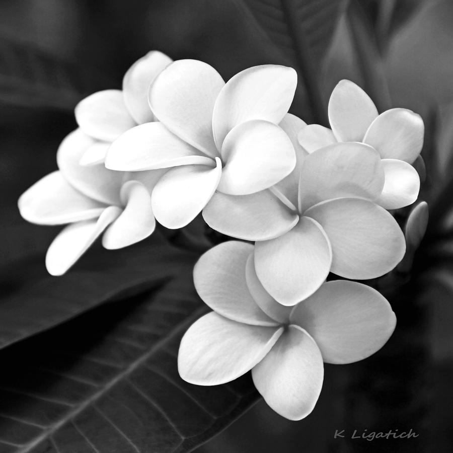 Plumeria Photograph - Plumeria - Black and White by Kerri Ligatich