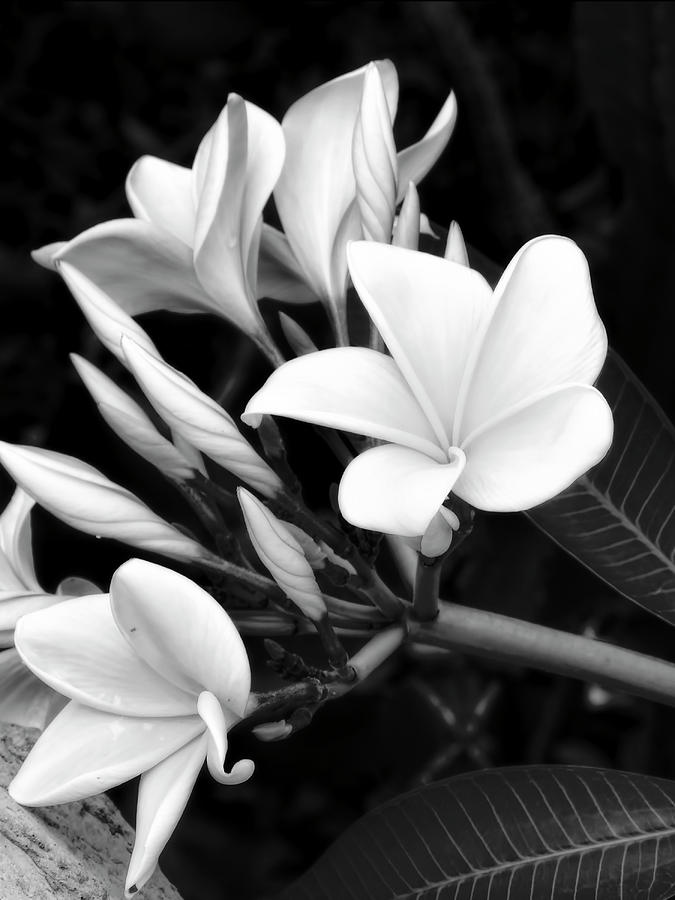 Plumeria Black and White Photograph Photograph by Ann Powell