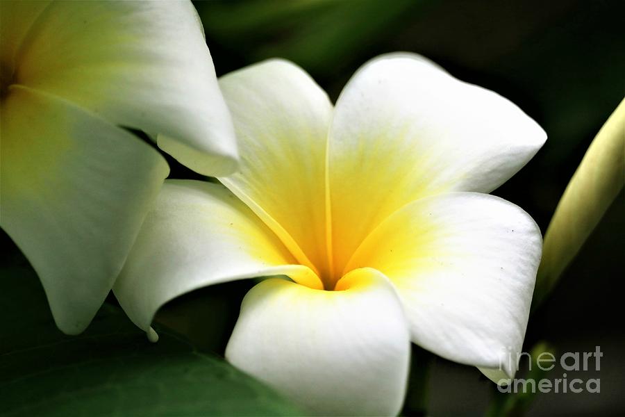 Plumeria Bloom #1 Photograph by Diann Fisher
