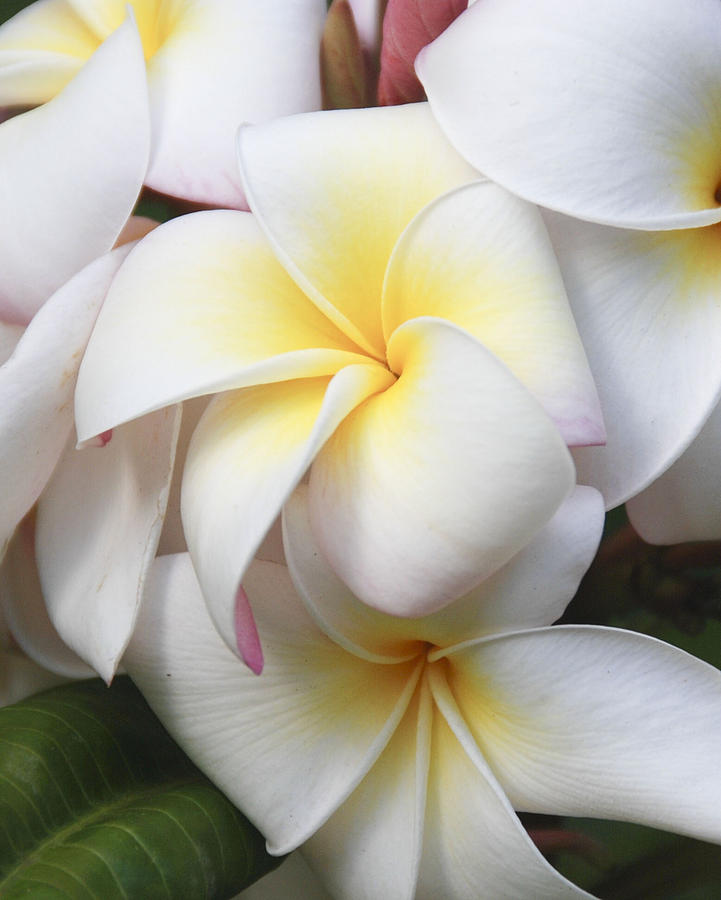 Plumeria bloom Photograph by Doug Shanaman - Fine Art America