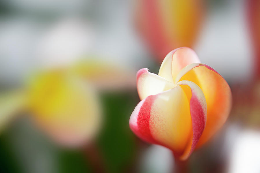 Plumeria Bloom Photograph by Sean Davey