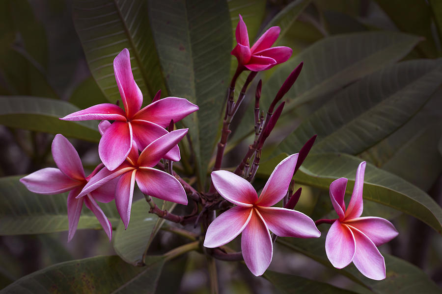 Plumeria Blossoms Photograph by David Lunde