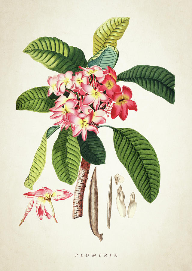 Flower Digital Art - Plumeria botanical print by Aged Pixel