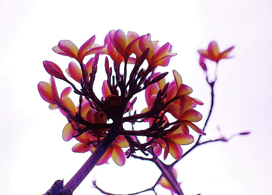 Plumeria Bunch Photograph by Craig Wood