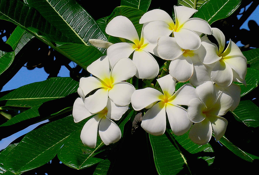 Plumeria Cluster Photograph by James Temple