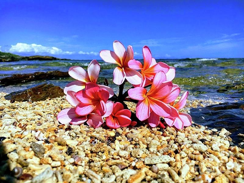 Plumeria Cluster on a Shelly Beach Photograph by Jenny Beck - Pixels