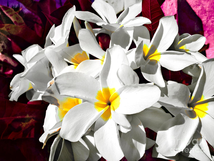Flower Photograph - Plumeria Delight by Mariola Bitner
