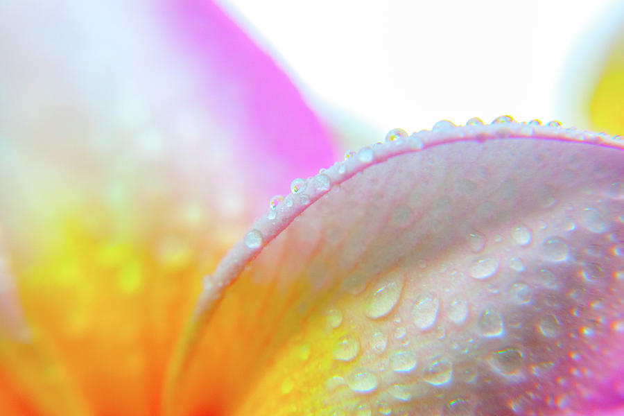 Plumeria droplets Photograph by Sean Davey