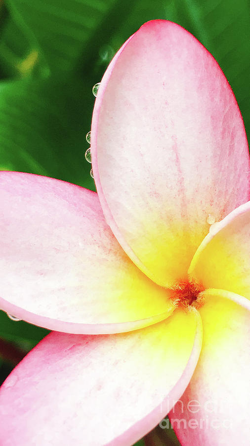 Plumeria Flower 1 Photograph by Laura Forde