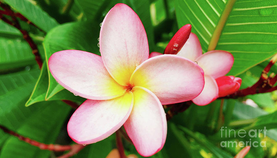 Plumeria Flower 2 Photograph by Laura Forde