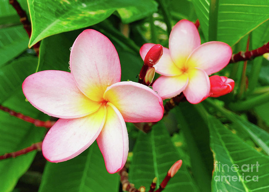 Plumeria Flower 3 Photograph by Laura Forde