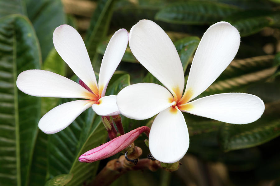 Plumeria Flowers Of Hawaii Photograph by Pierre Leclerc