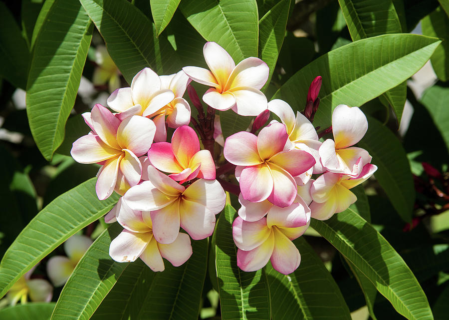 Plumeria Frangipani Photograph by Tony Growden - Fine Art America