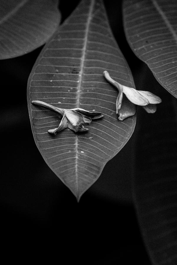 Flower Photograph - Plumeria in Black and White by Dan Lease