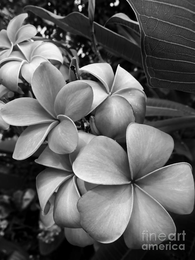 Plumeria in Gray 2 Photograph by Onedayoneimage Photography