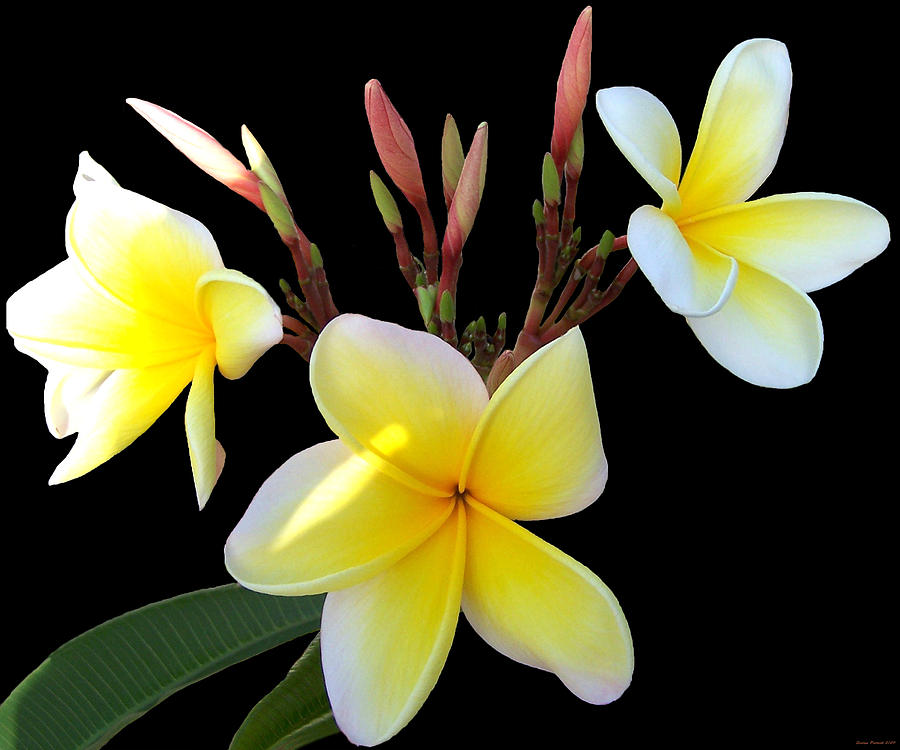 Plumeria in May Photograph by Evelyn Patrick