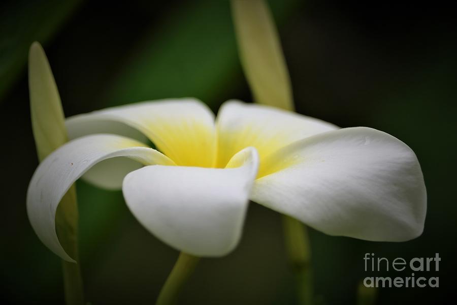 Plumeria in Profile Photograph by Diann Fisher