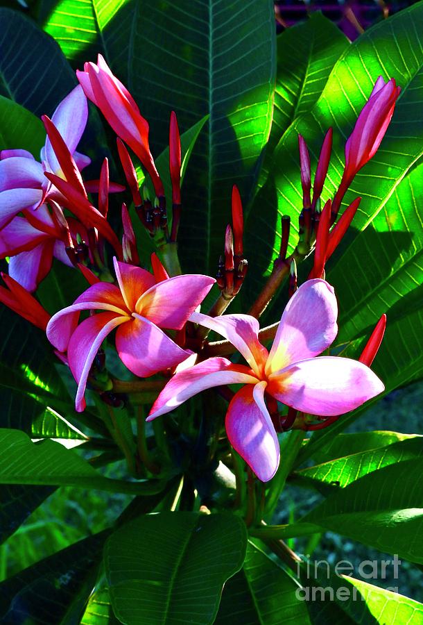 Plumeria in Sunlight and Shadow Photograph by Craig Wood