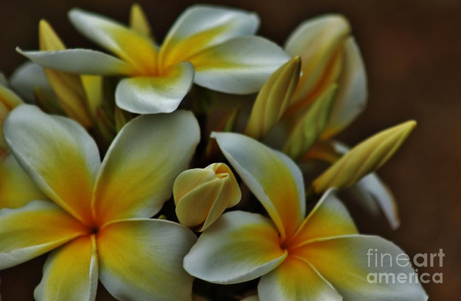 Plumeria in Yellow and White Photograph by Craig Wood