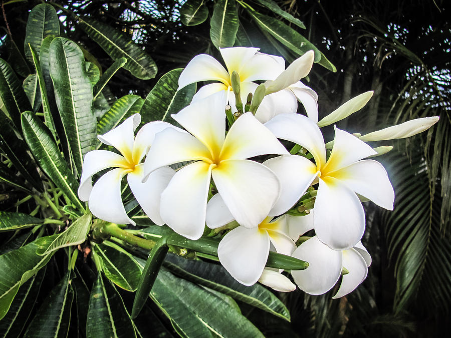 Flower Photograph - Plumeria by Kast Photography