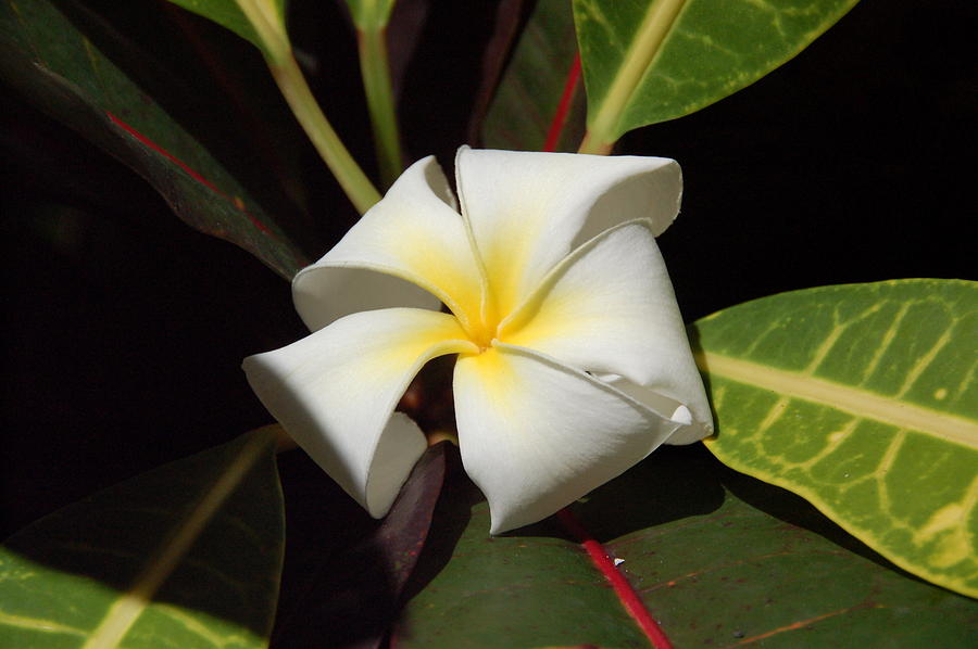 Plumeria Photograph by Kelly Wade