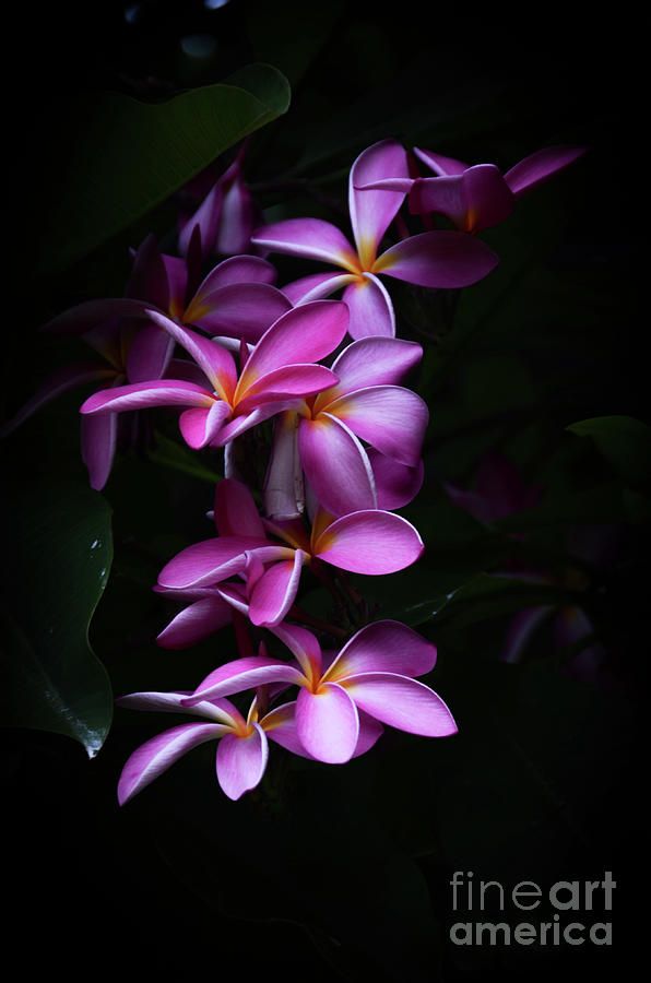 Plumeria Light Photograph by Kelly Wade