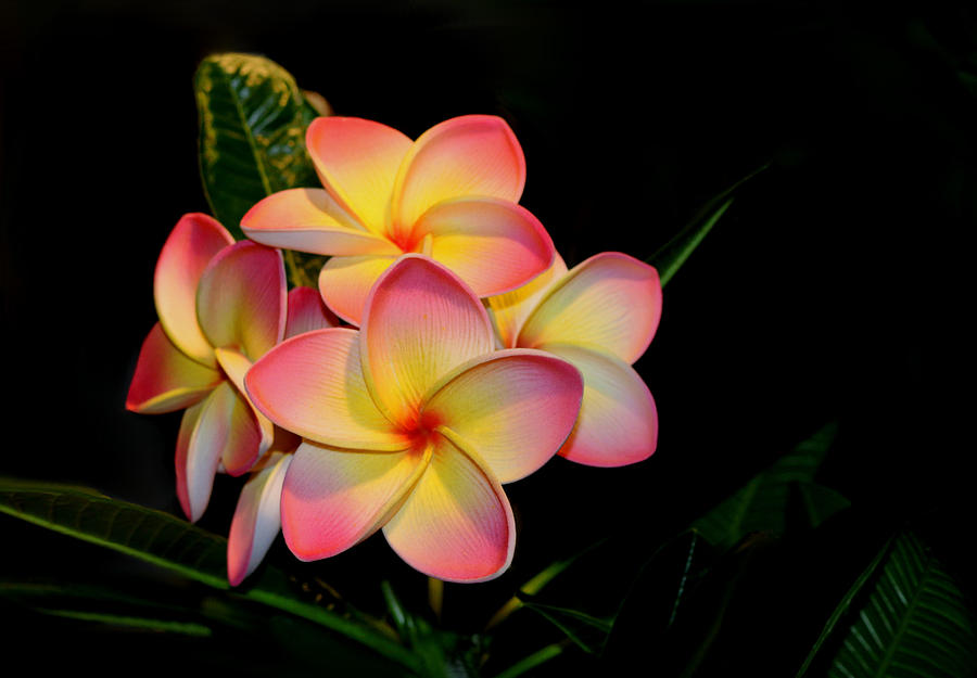 Plumeria Photograph by Living Color Photography Lorraine Lynch