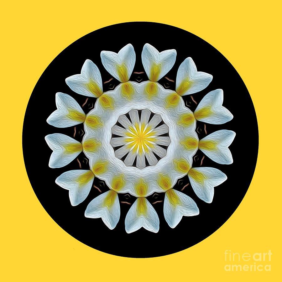 Pattern Photograph - Plumeria Mandala by Kaye Menner by Kaye Menner