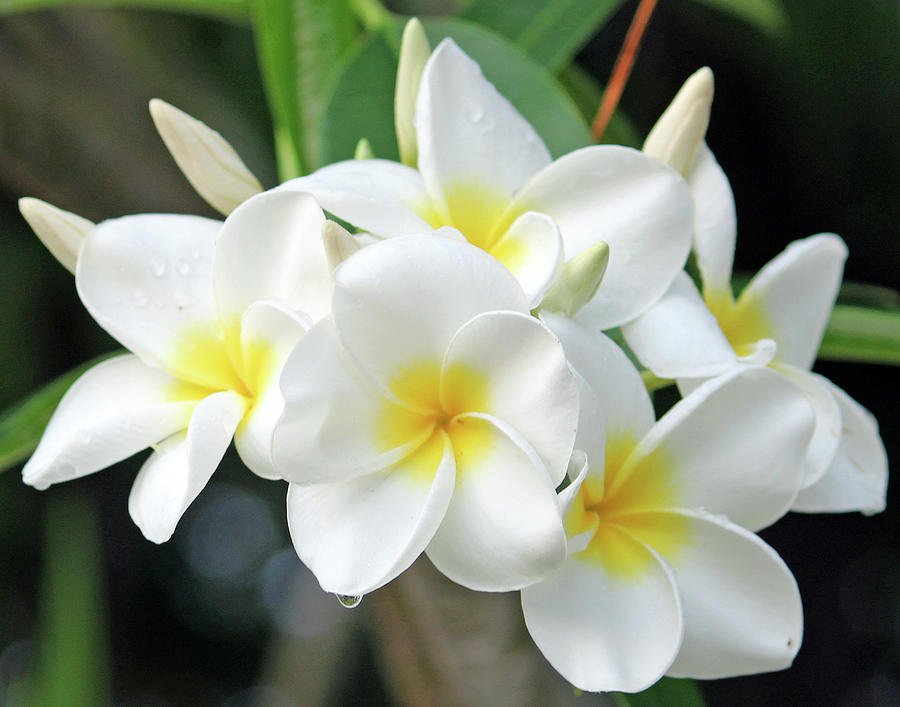 Plumeria Photograph by Mary Weller - Fine Art America