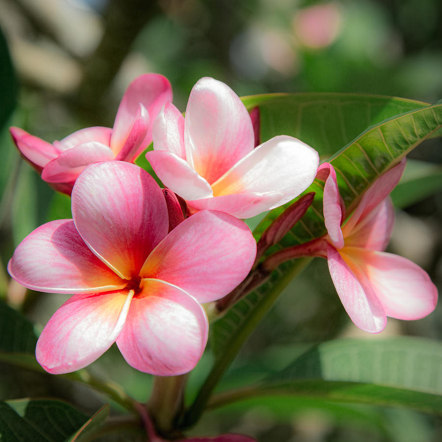 Plumeria No. 5 Photograph by Gary Eyring - Fine Art America