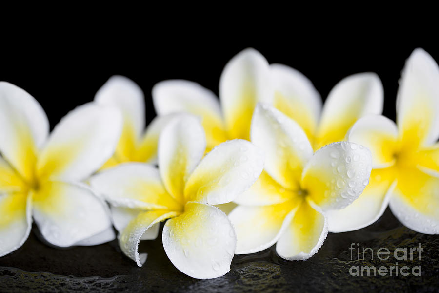 Flower Photograph - Plumeria obtusa Singapore White by Sharon Mau