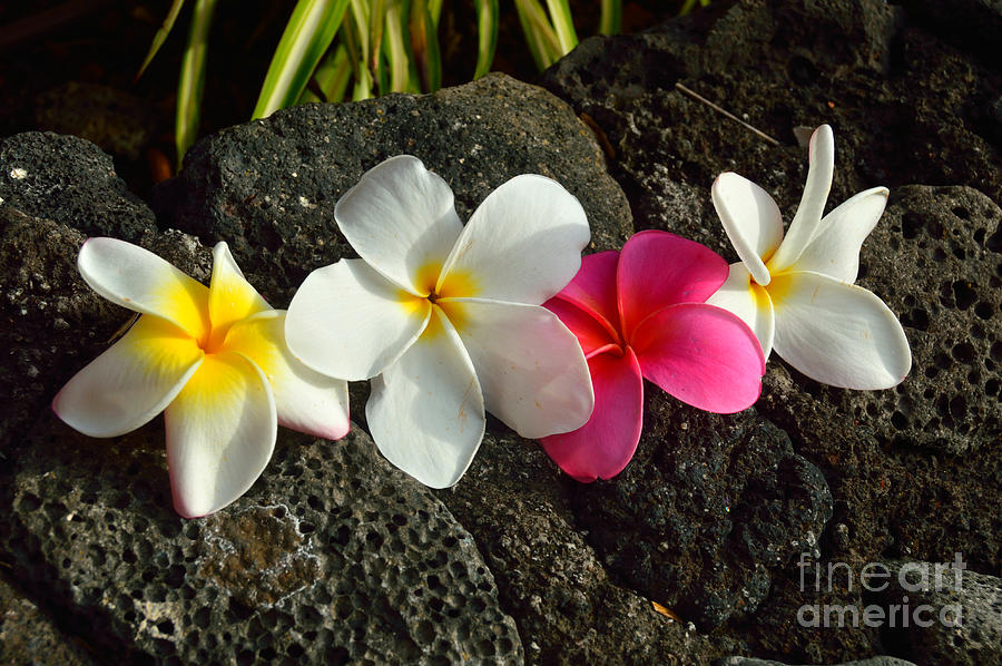 Plumeria on Lava Photograph by Out West Originals