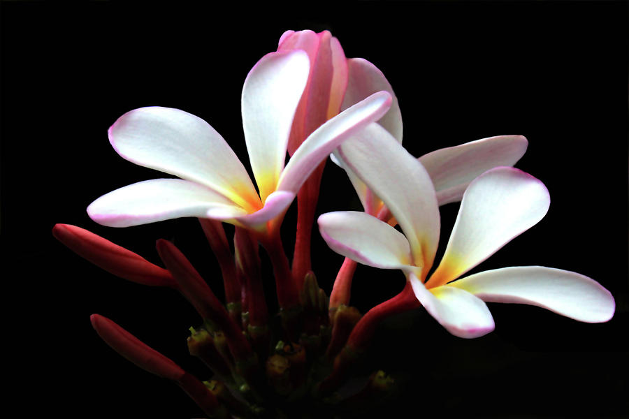 Flower Photograph - Plumeria Party by Debra Orlean