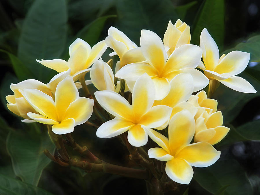 Plumeria Power Photograph by Bonnie Follett