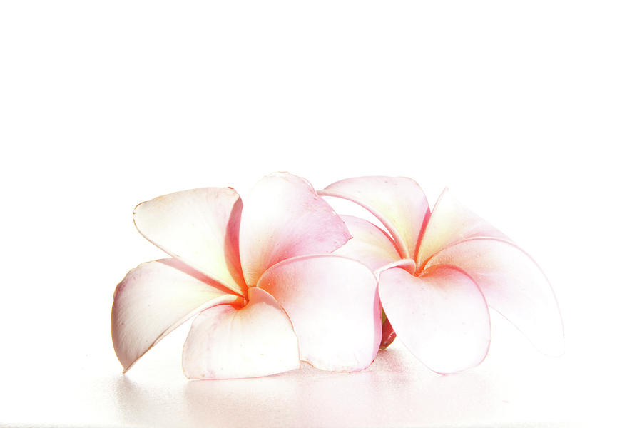Plumeria Photograph by Roger Mullenhour