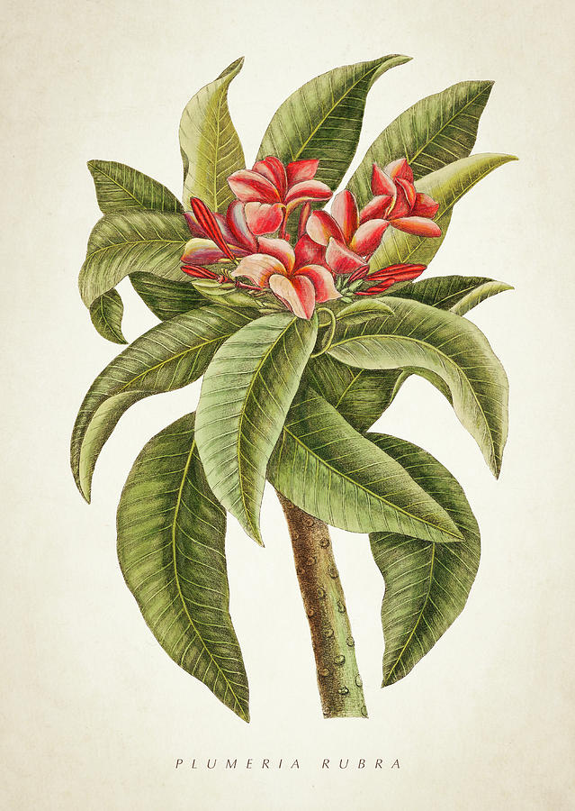 Flower Digital Art - Plumeria Rubra botanical print by Aged Pixel