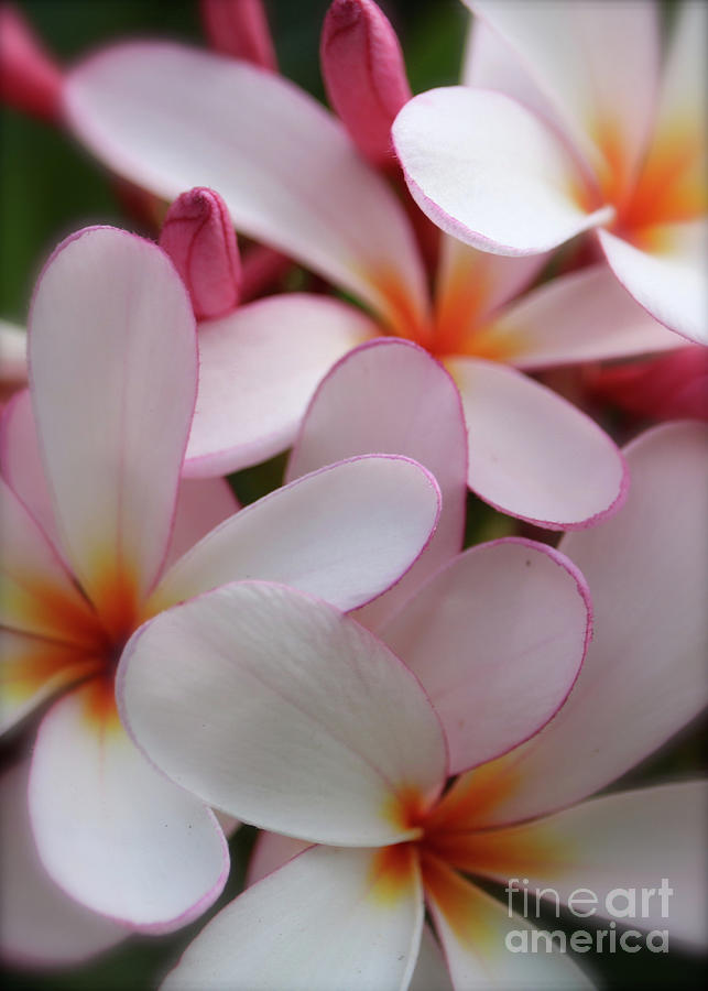 Plumeria Softness Photograph by Carol Groenen